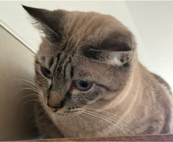 verschmuste Xena, bereits bei Aachen