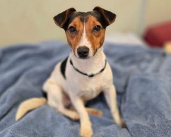 Kleiner CLIO sucht Zuhause