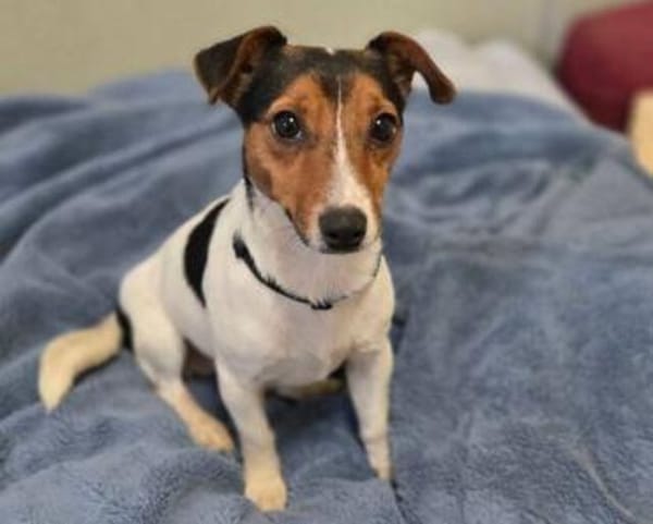 Kleiner CLIO sucht Zuhause