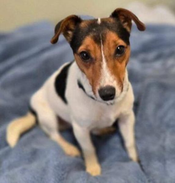 Kleiner CLIO sucht Zuhause