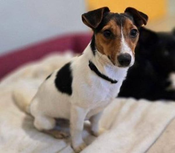 Kleiner CLIO sucht Zuhause