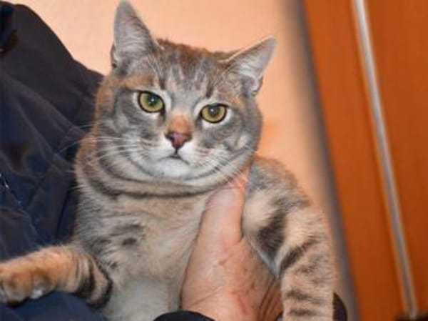 Verspielter Rubino sucht sein Zuhause