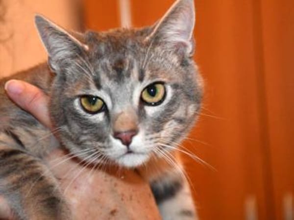 Verspielter Rubino sucht sein Zuhause