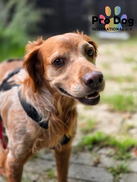 Skipper auf Pflegestelle