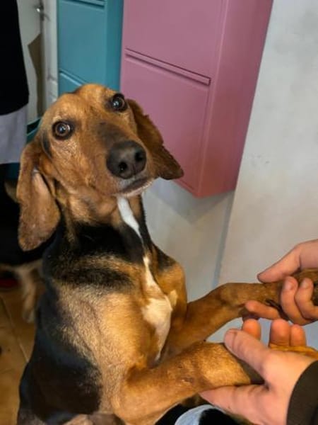 SPIROS - verschmust und anhänglich