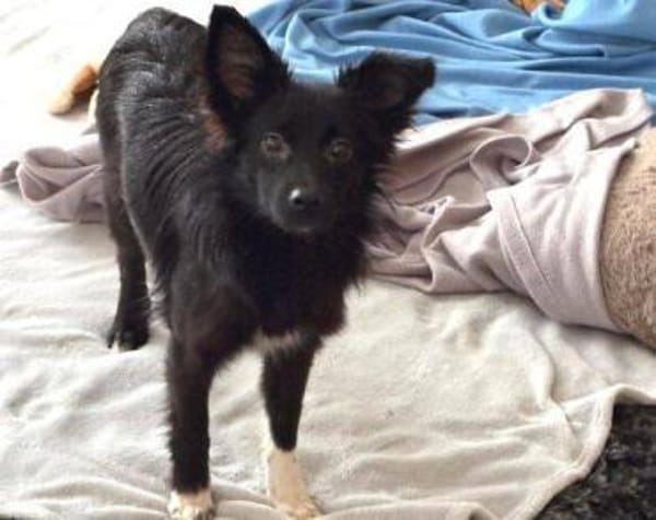 Kleine SHELLY sucht ihr Glück