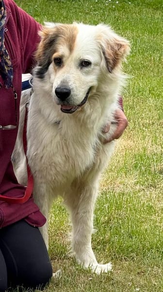 Rosie sucht ihr Körbchen mit Garten