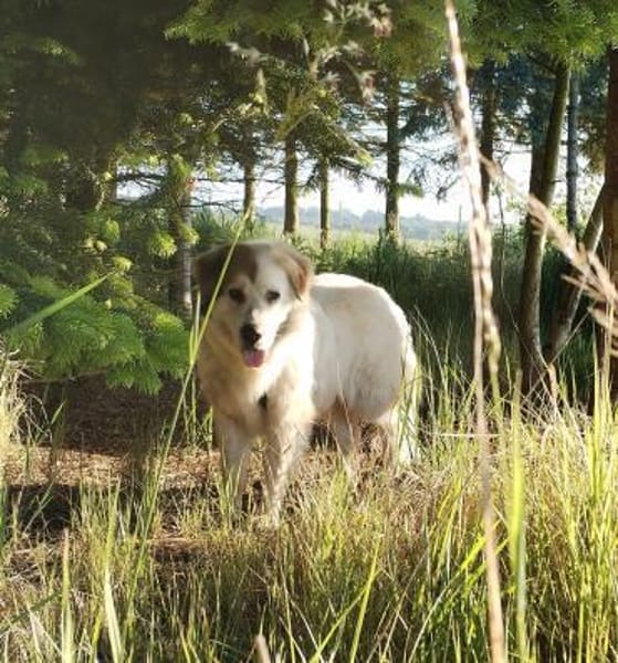 Rosie sucht ihr Körbchen mit Garten