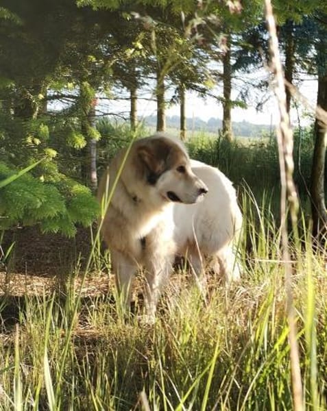 Rosie sucht ihr Körbchen mit Garten