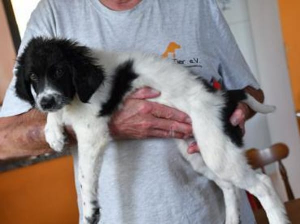 Cesara möchte Ihre Familie bereichern