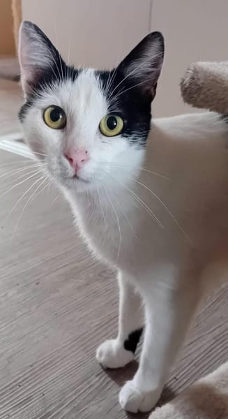 LARA, w., kastr., EHK, geb. 12/2023