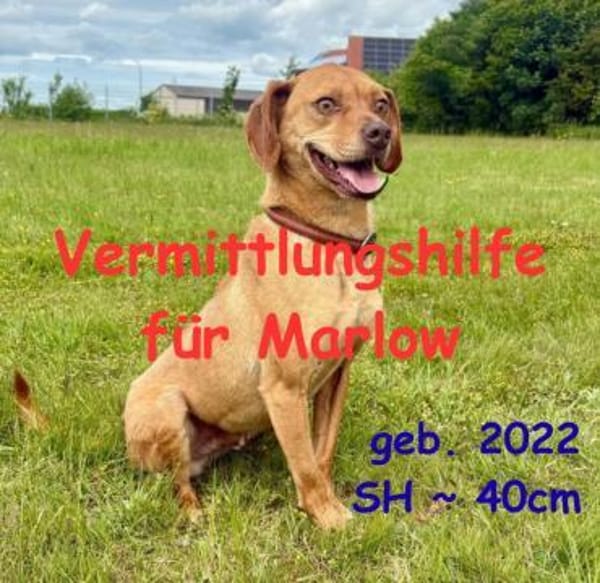 Marlow - Vermittlungshilfe