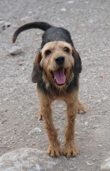 Yasko, geb. ca. 11/2022, 44649 Herne