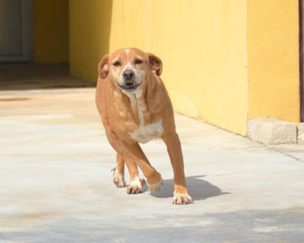 Estrella II - ein Dreamteam mit Alma