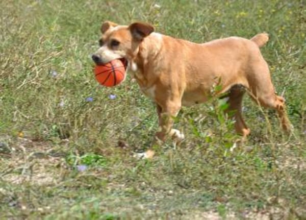Estrella II - ein Dreamteam mit Alma