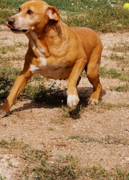 Estrella II - ein Dreamteam mit Alma