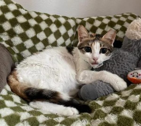 Luna - die Wandelbare