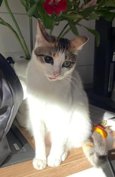 Luna - die Wandelbare