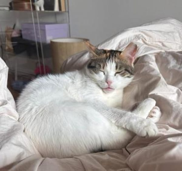 Luna - die Wandelbare