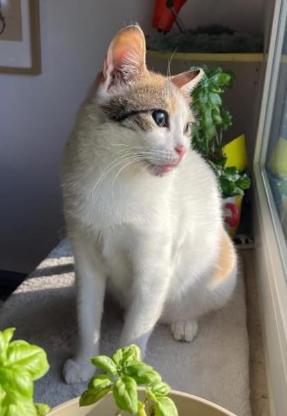 Luna - die Wandelbare