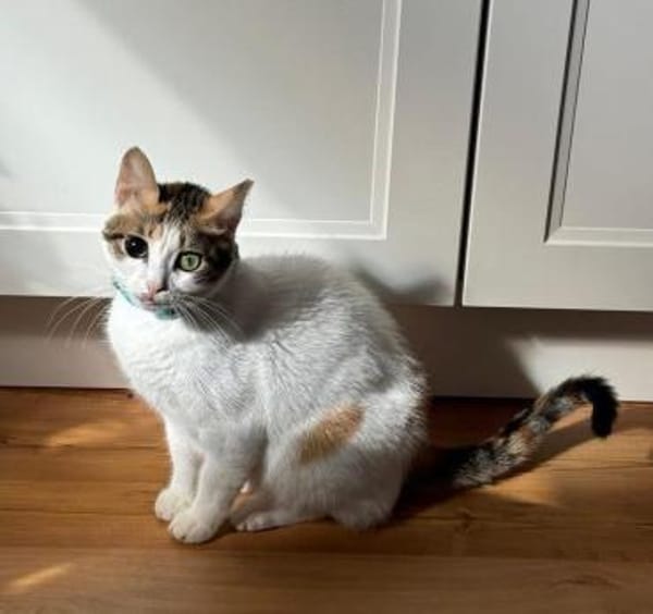 Luna - die Wandelbare