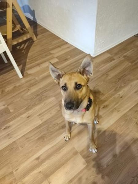 Pflegestelle für Hund Emmy gesucht