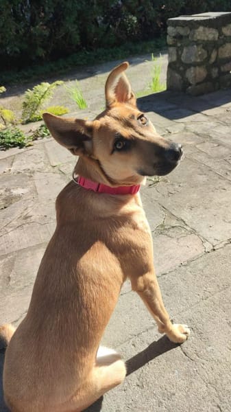 Pflegestelle für Hund Emmy gesucht