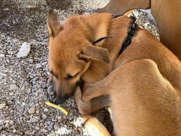 Pflegestelle für Hund Emmy gesucht