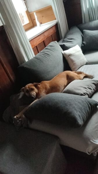 Pflegestelle für Hund Emmy gesucht