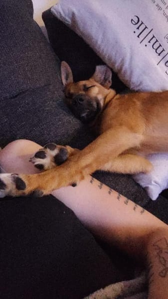 Pflegestelle für Hund Emmy gesucht