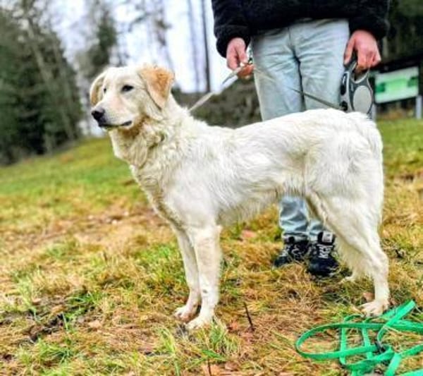 Sparky braver, liebevoller Hund