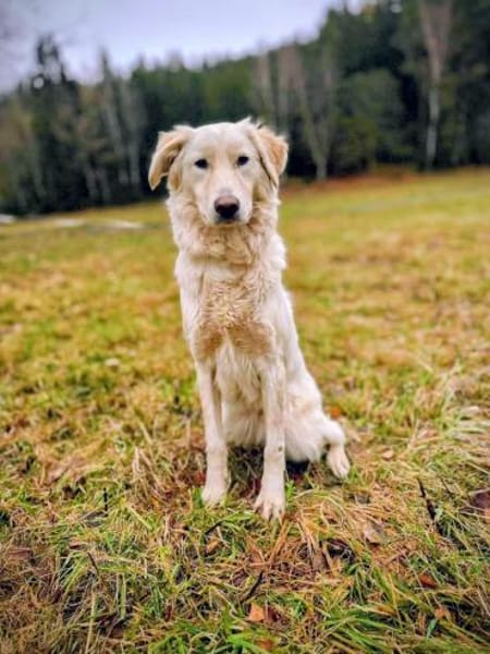 Sparky braver, liebevoller Hund