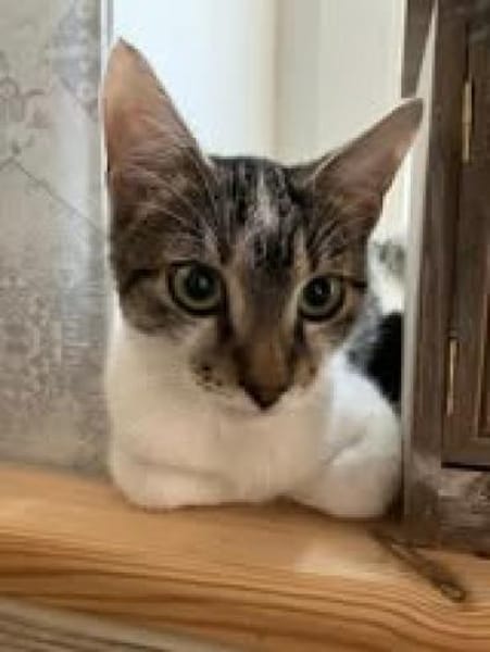 🐱❤Tarzan sucht sein Zuhause🐱❤