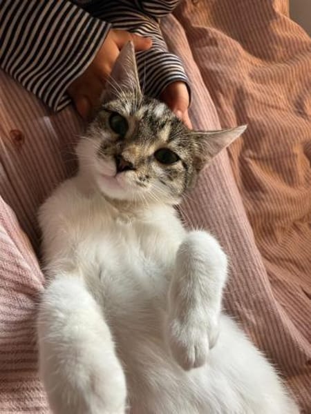 🐱❤Tarzan sucht sein Zuhause🐱❤