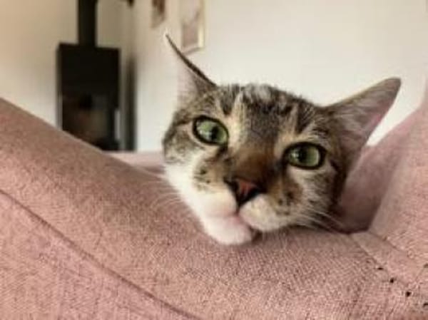 🐱❤Tarzan sucht sein Zuhause🐱❤