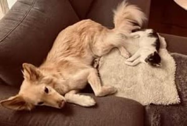 🐱❤Tarzan sucht sein Zuhause🐱❤