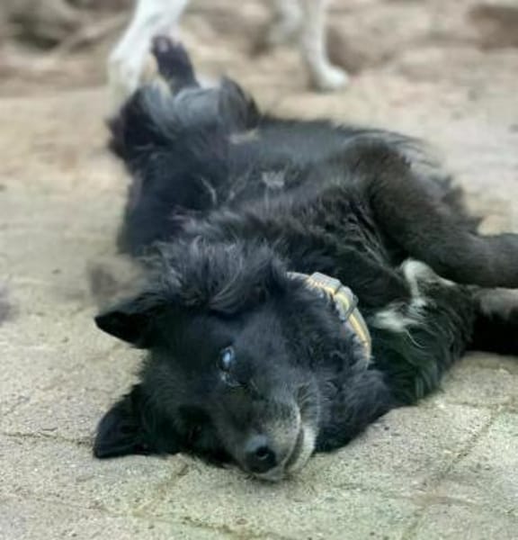 LILITH - blind aber nicht hilflos