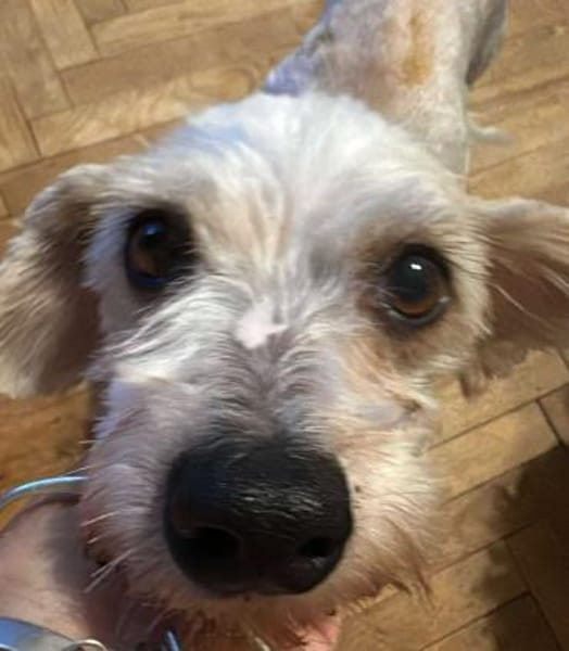 Sora, Seniorin sucht Plätzchen für immer