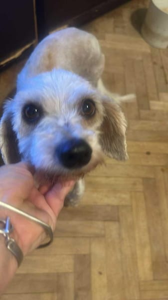 Sora, Seniorin sucht Plätzchen für immer