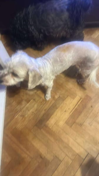 Sora, Seniorin sucht Plätzchen für immer