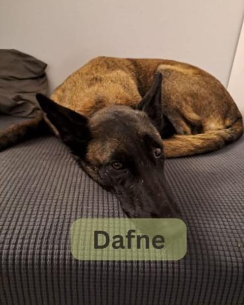 DAFNE, w., kastr., Malinois, 65 cm