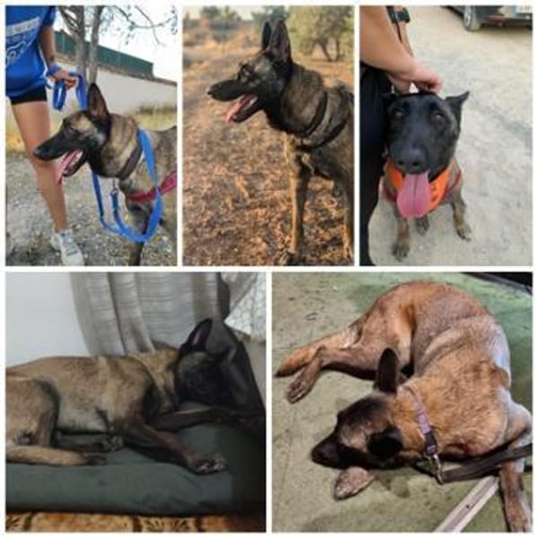 DAFNE, w., kastr., Malinois, 65 cm