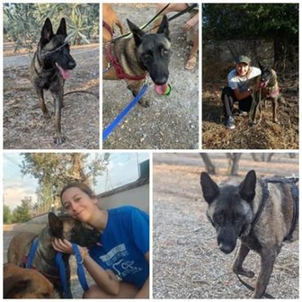 DAFNE, w., kastr., Malinois, 65 cm