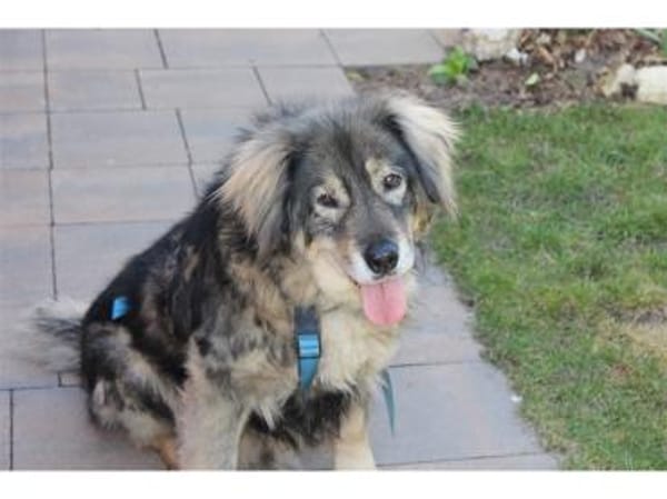 Kasper  Gnadenplatz gesucht!