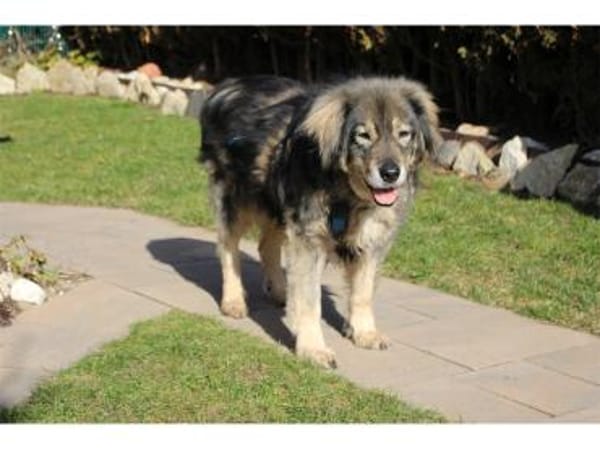 Kasper  Gnadenplatz gesucht!