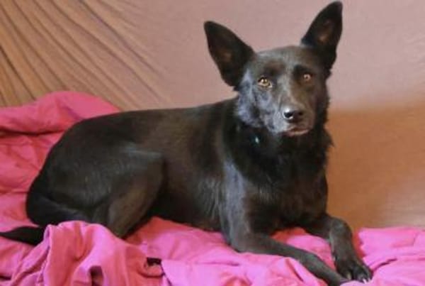 Vany 47 cm ca 5 Jahre