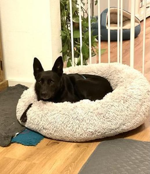 Vany 47 cm ca 5 Jahre