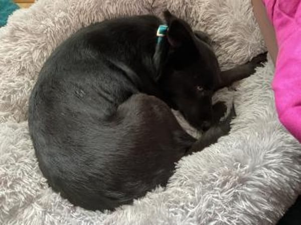 Vany 47 cm ca 5 Jahre