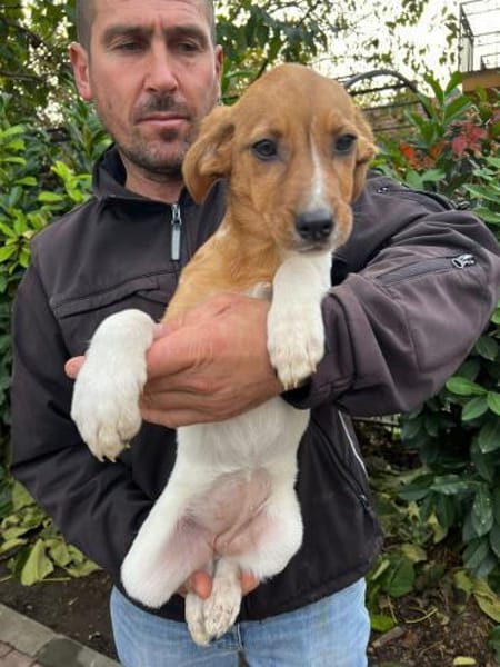 ARIEL- Zuckersüße Familienhündin