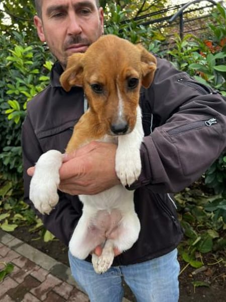 ARIEL- Zuckersüße Familienhündin